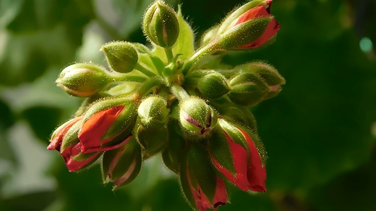Close up Footage Of Flower Buds