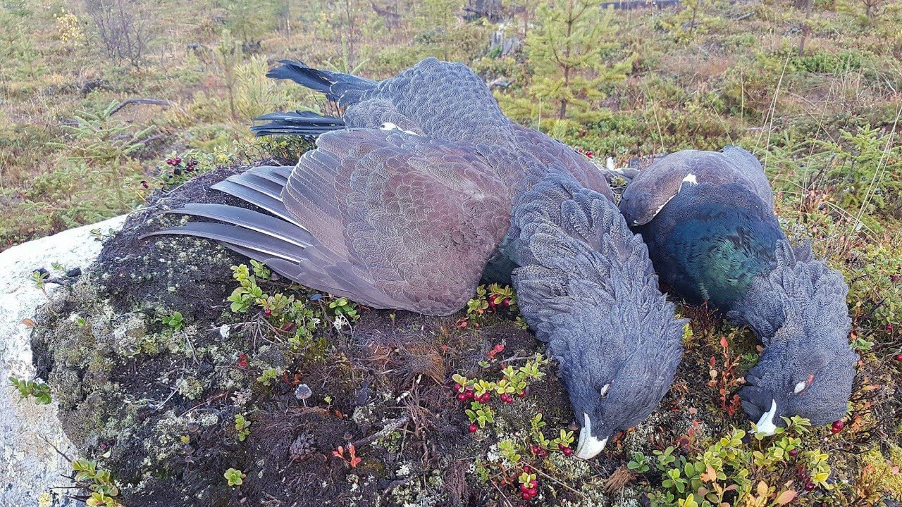 Streife auf Auerhahn und Birkwild - Hunter Brothers