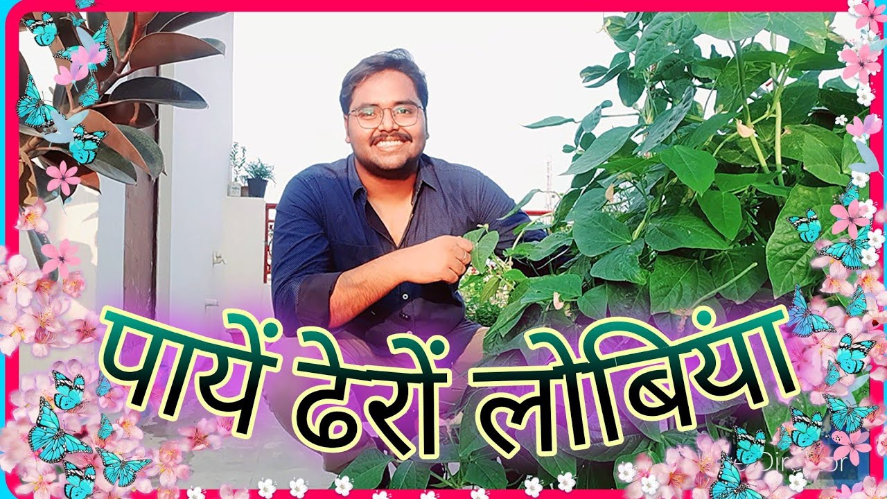 जानें कैसे देगी लोबिया देगी ढ़ेर सारी फलियां ? |Enjoy lots of lobiya harvest|Full care tips👍