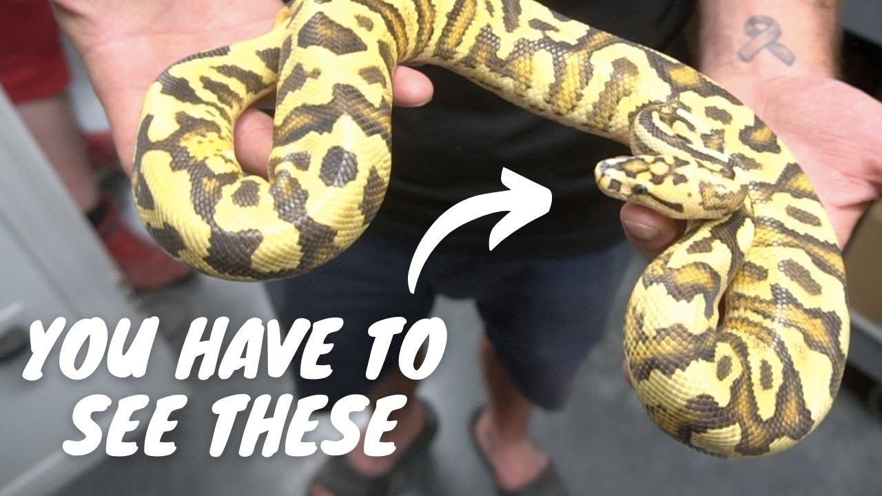Great Guys + Great Snakes = Great Times @ RCR