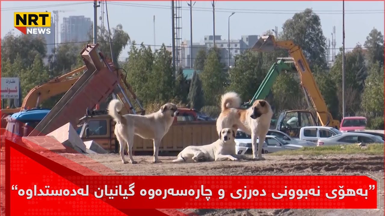 لە دوو ڕۆژدا لە هەولێر دوو کەس سەگ پەلاماری داون و گیانیان لەدەستداوە
