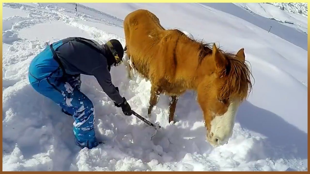 35 Animals That Asked People for Help & Kindness Will Make You Cry   Acts of kindness