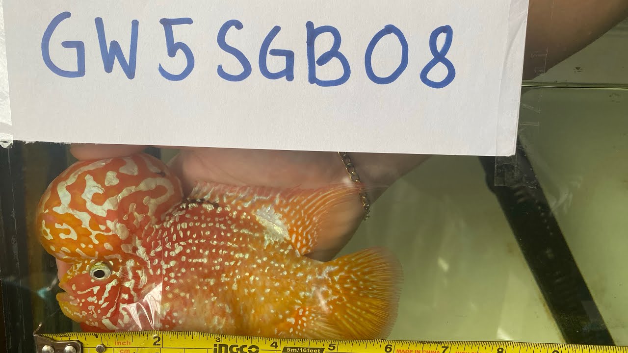 Flowerhorn Online Competition,First time sumali. Nag Champion sa isa Category