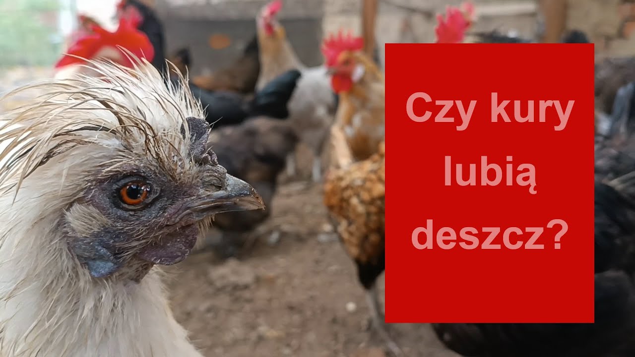 W czasie deszczu kury się nudzą? Kury i pisklaki w deszczowy dzień.