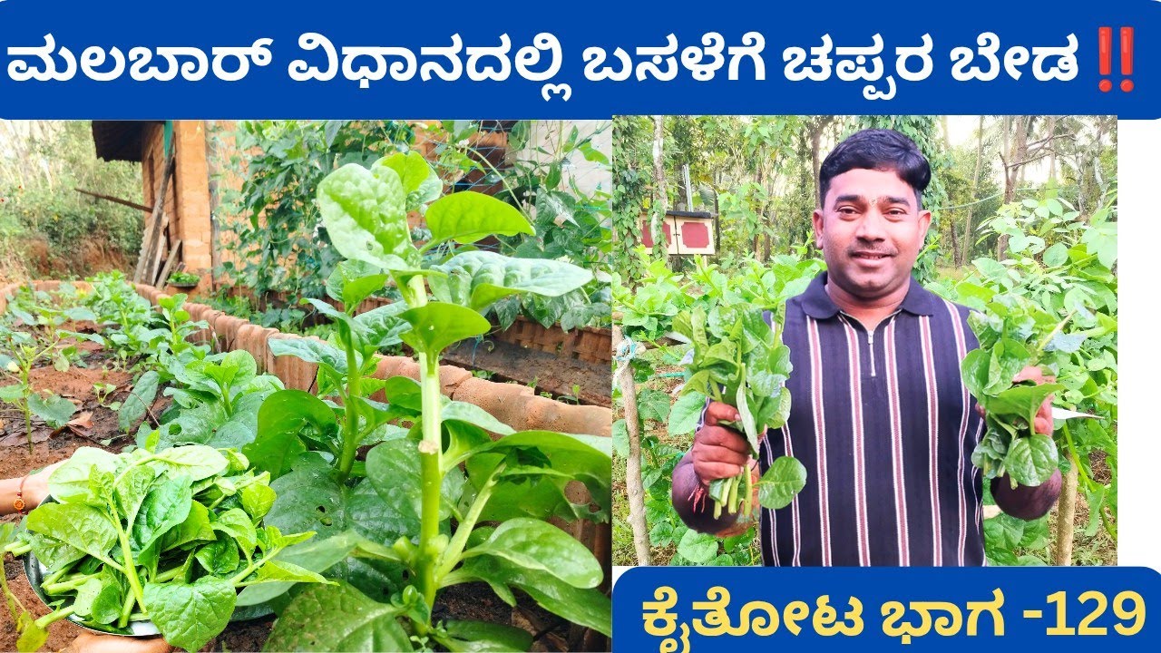 ಈ ಮಾಹಿತಿಯನ್ನು ಕರ್ನಾಟಕದ ಯಾವುದೇ ಯೂಟ್ಯೂಬ್ ಚಾನೆಲ್ ಕೊಟ್ಟಿಲ್ಲ ⁉️ಗ್ರೋ ಬ್ಯಾಗ್ ನಲ್ಲಿ ಇದು ಸುಲಭ @ಮಲೆಬೆಟ್ಟು 
