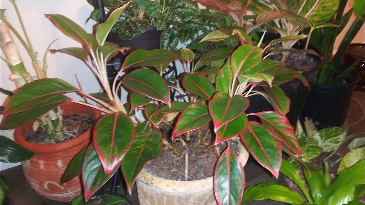 Siam Aurora Aglonemia