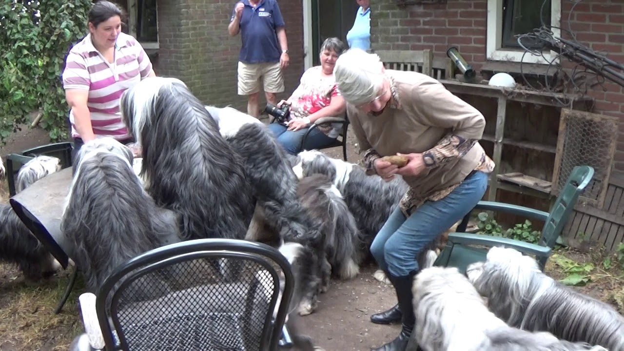 Bearded Collie birthday party - Jarod's 13th birthday