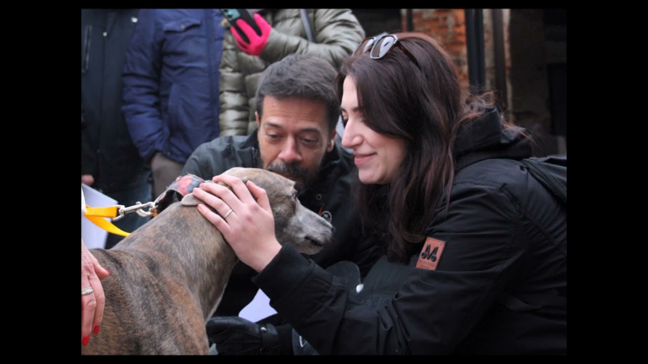 Consegna dei greyhound del 7 dicembre 2024!