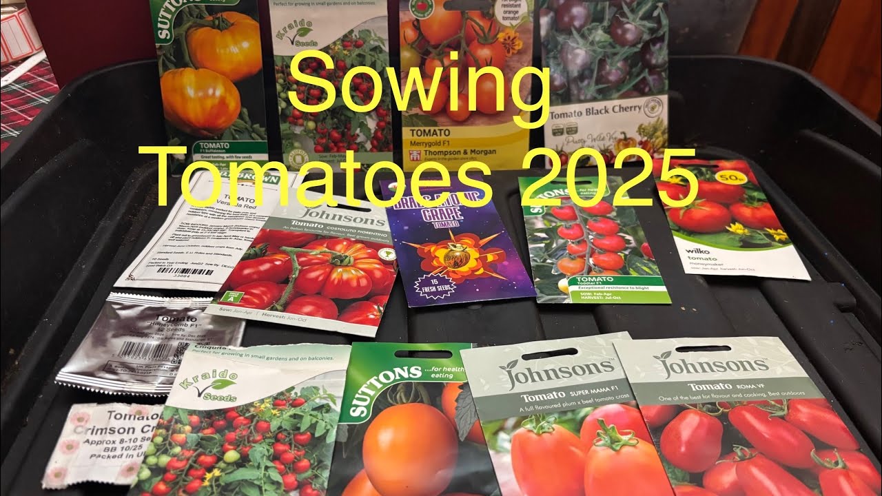 SOWING TOMATOES 2025