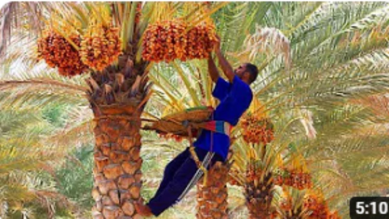Dates palm Harvesting by Shaking Machine - Packing Dates Modern Agricultural  Ali Ramay Official