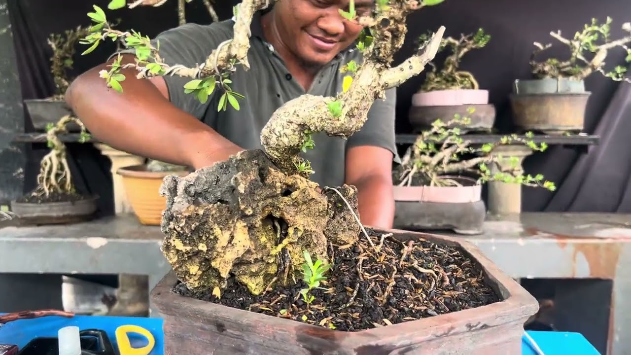 Bonsai Santigi unik murah meriah..!!!