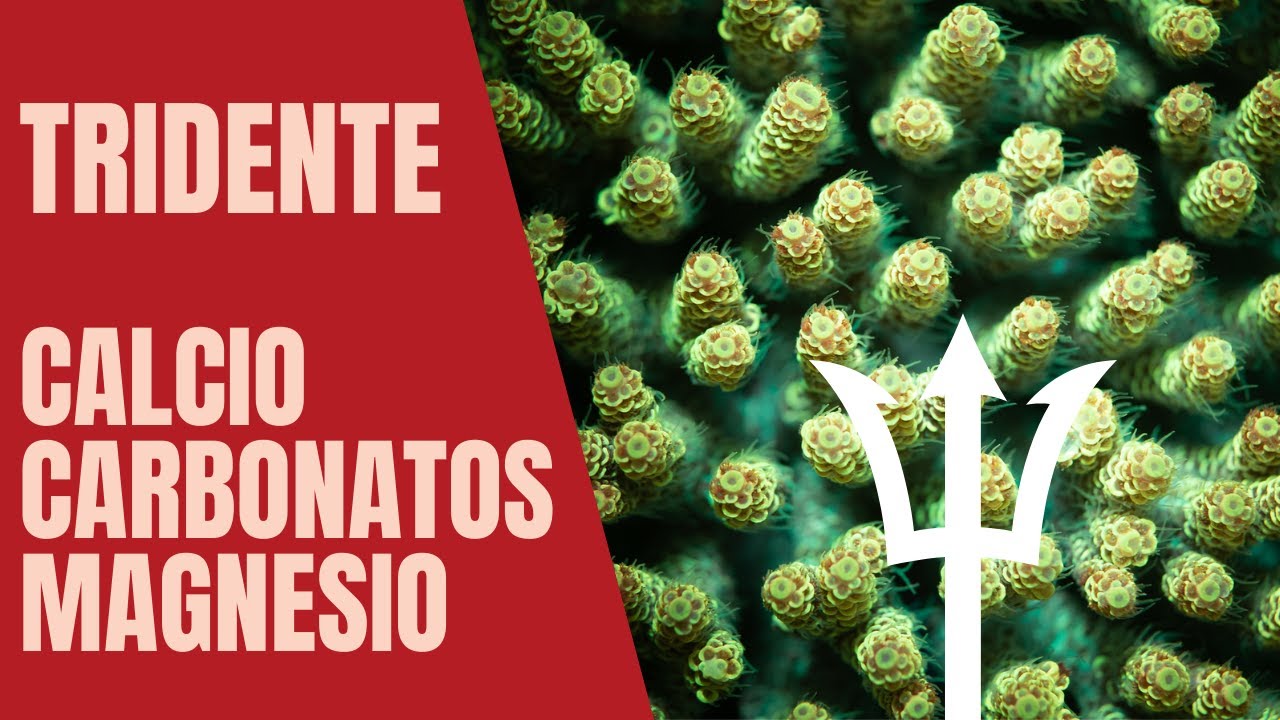Más allá del Calcio, los Carbonatos y el Magnesio en el Acuario Marino