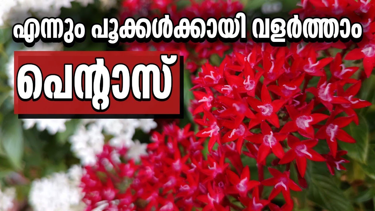 Pentas Plant Care / പെന്റാസ് ചെടികൾ വർഷം മുഴുവൻ പൂക്കാൻ / Garden Tips by Leena 