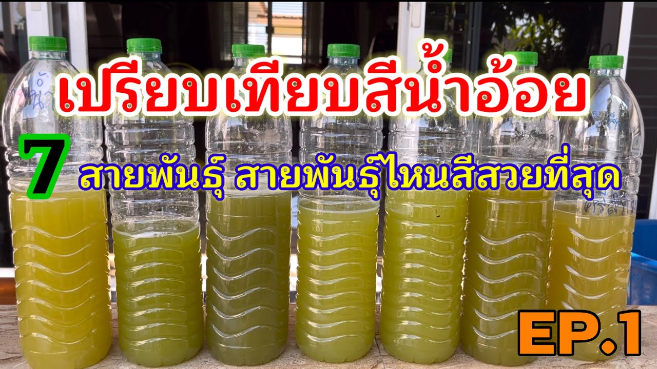 เปรียบเทียบสีน้ำอ้อย 7 สายพันธุ์ สายพันธุ์ไหนสวยที่สุด ดูจบตัดสินใจปลูกได้เลย EP 1 |ไร่เติมสุข