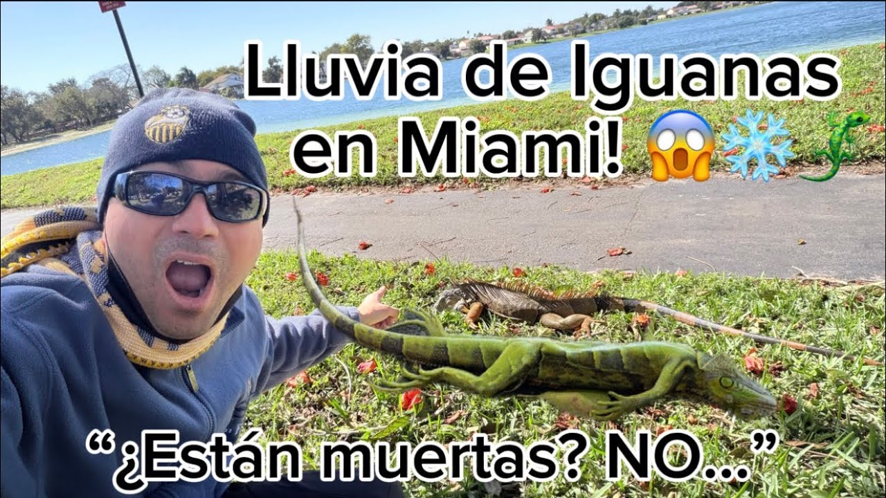 Iguanas Cayendo de los Arboles en Miami por el FRIO