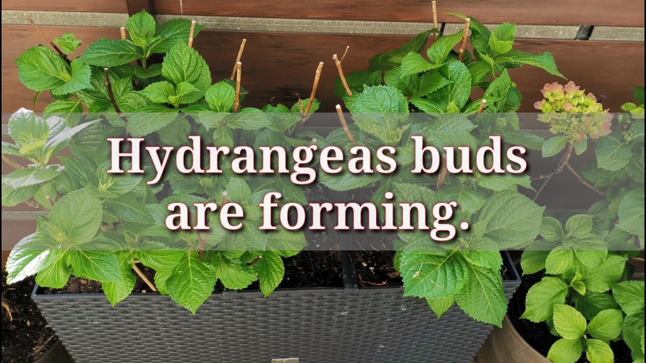 Hydrangeas buds are forming!