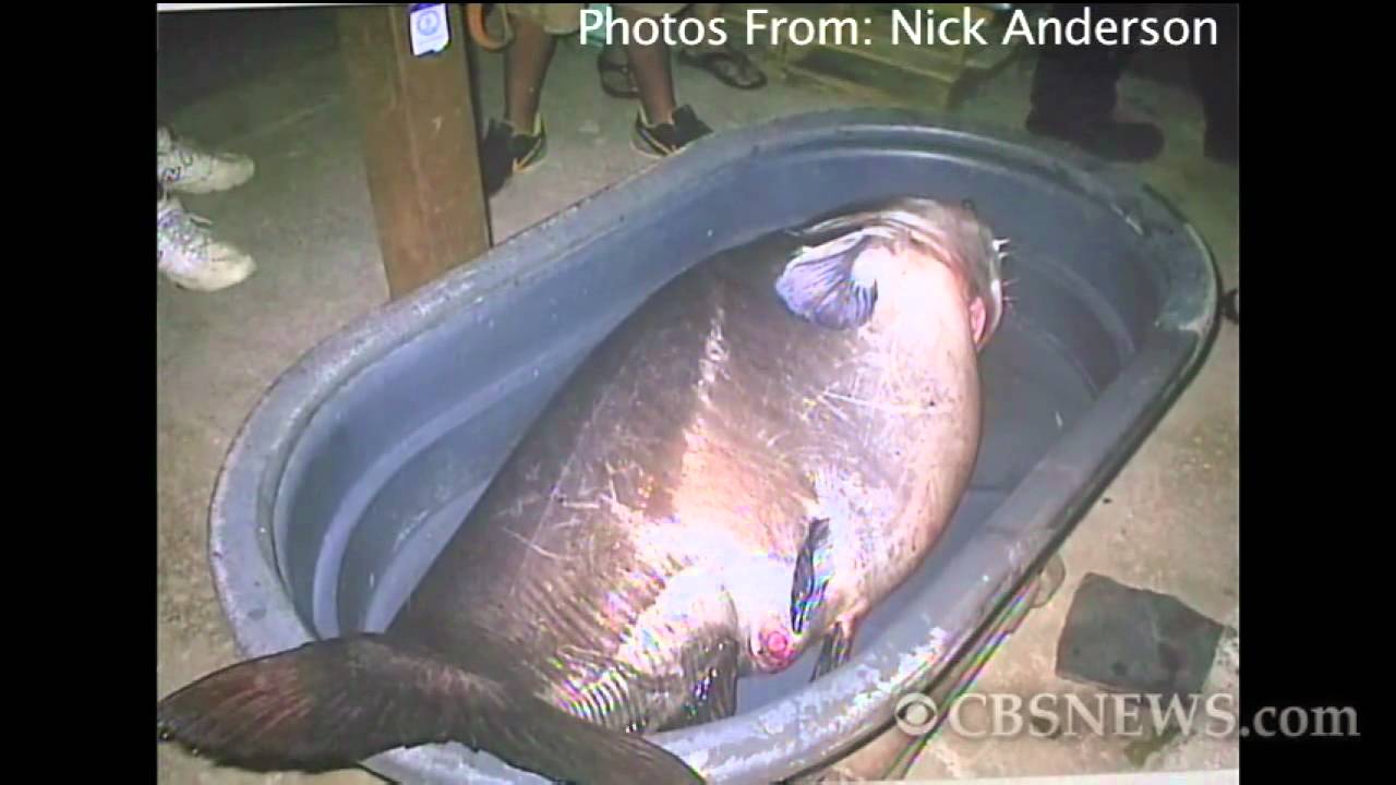 Catfish world record?