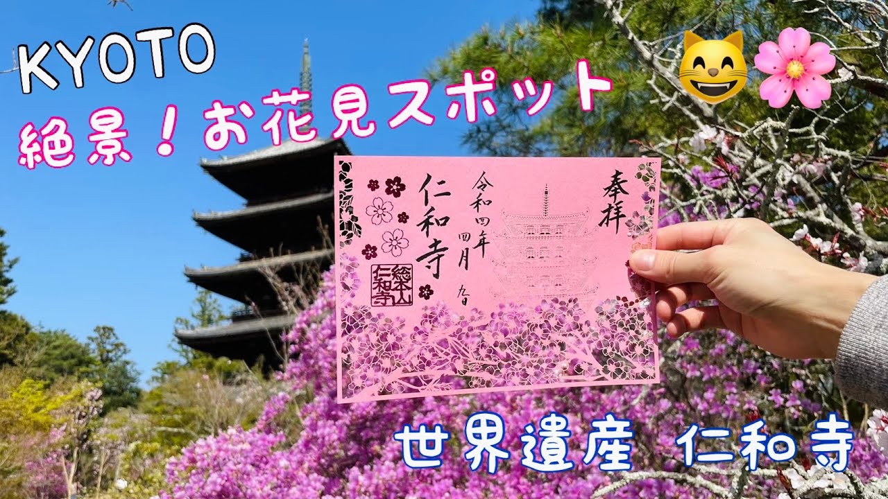 京都の世界遺産仁和寺のお花見を徹底解説🌸