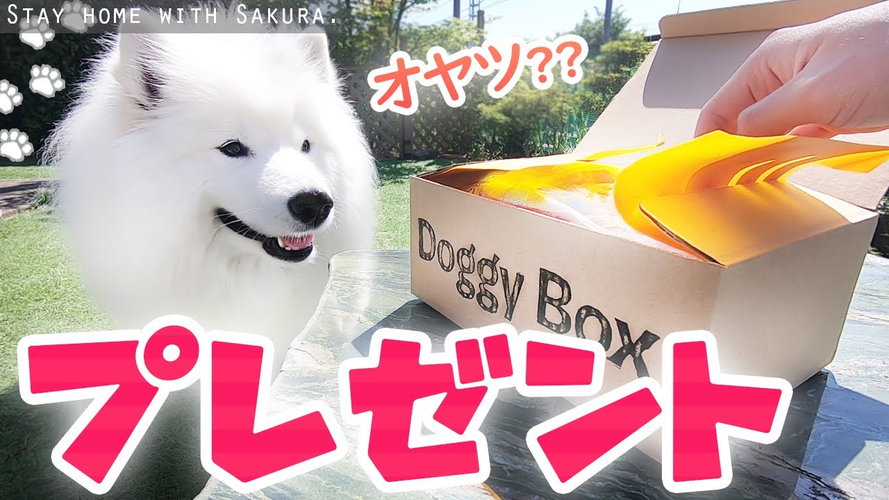 DoggyBoxからのプレゼントに興奮するサモエドさくら