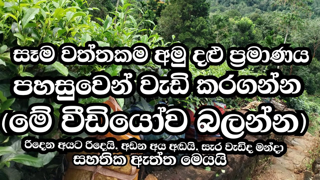 Tea Leaf Income/තේ දලු ආදායම වැඩි කර ගනිමු.