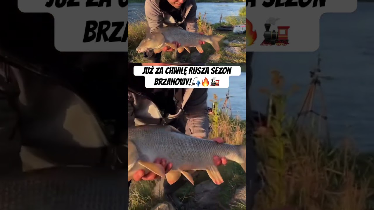 Sezon brzanowy już pasem! 🎣🚂👸📅 #brzana #feenyx #fishing #brzana #barbel #odra #feeder
