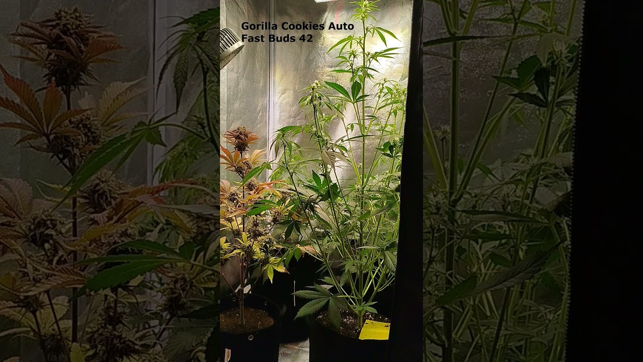 Gorilla Cookies Auto - Fast buds 42 #420 #fastbuds #maconhamedicinal