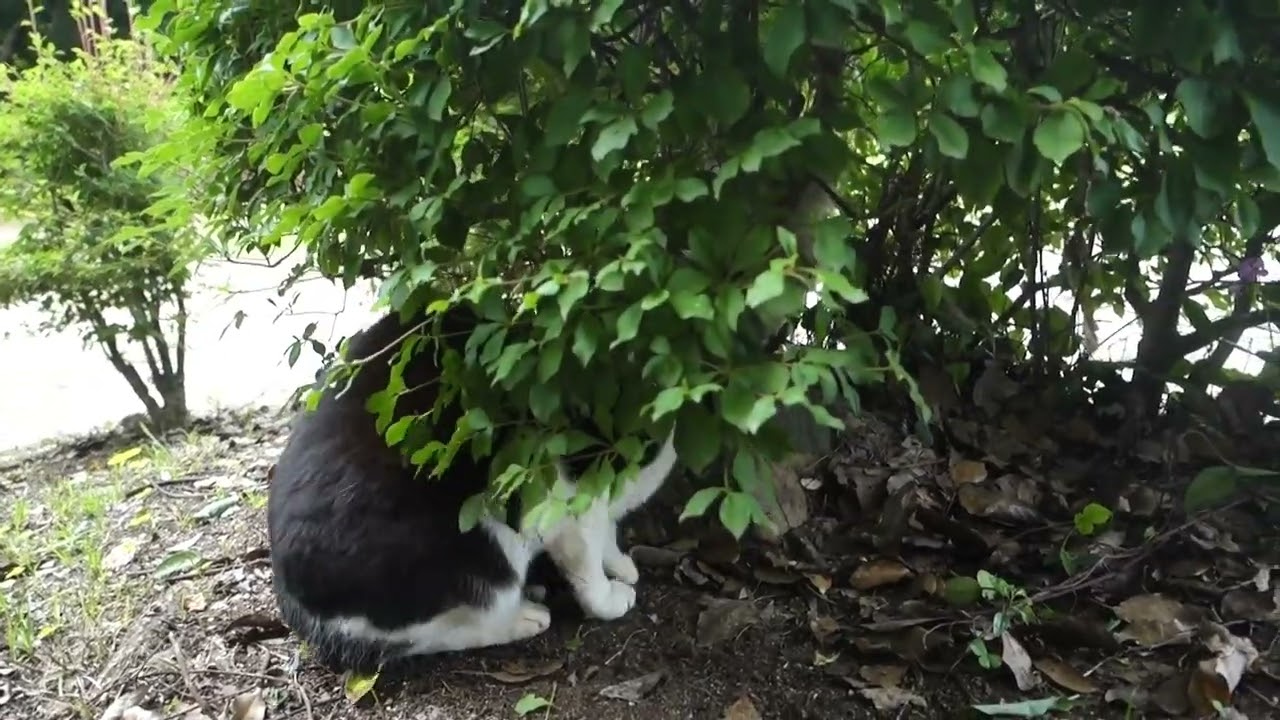 【Cat Video】 meowmeow Happy 