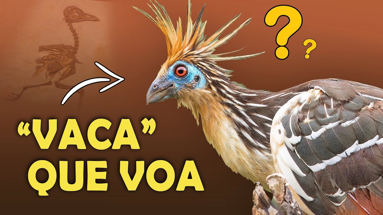 CIGANA: UM FÓSSIL VIVO? Ave enigmática da AMAZÔNIA!