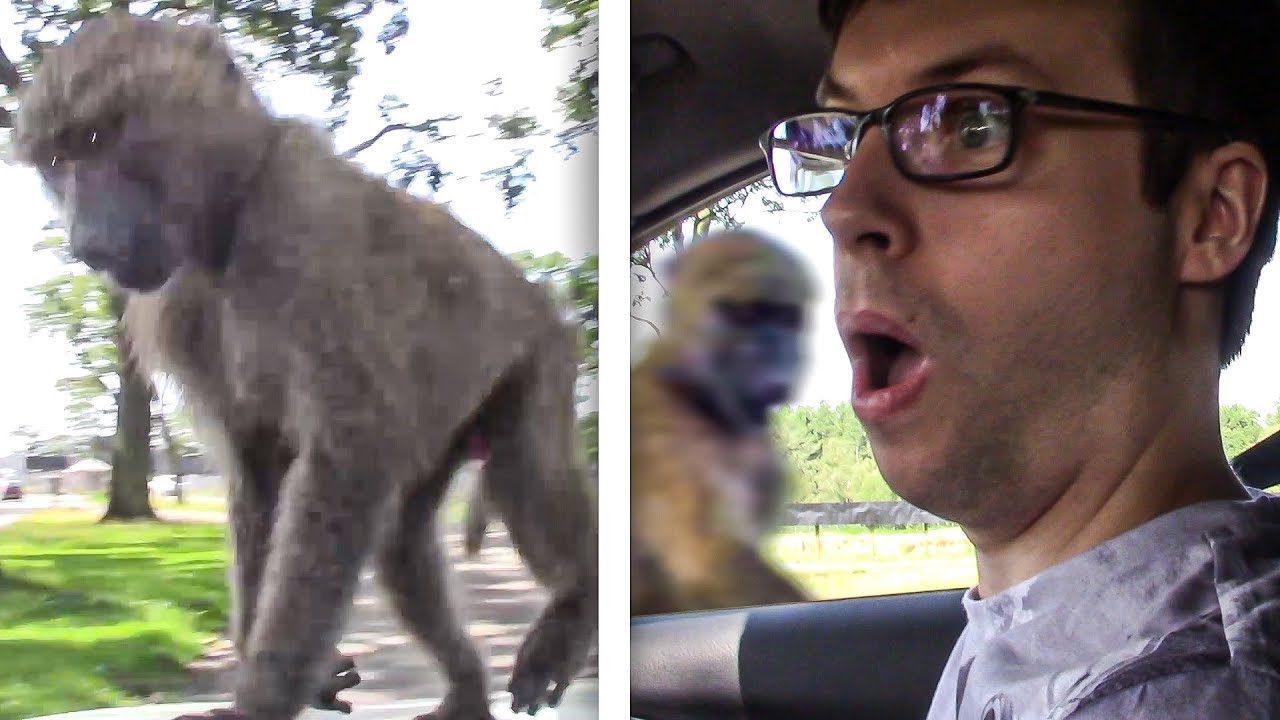 OMG MONKEYS ATTACK OUR CAR!!
