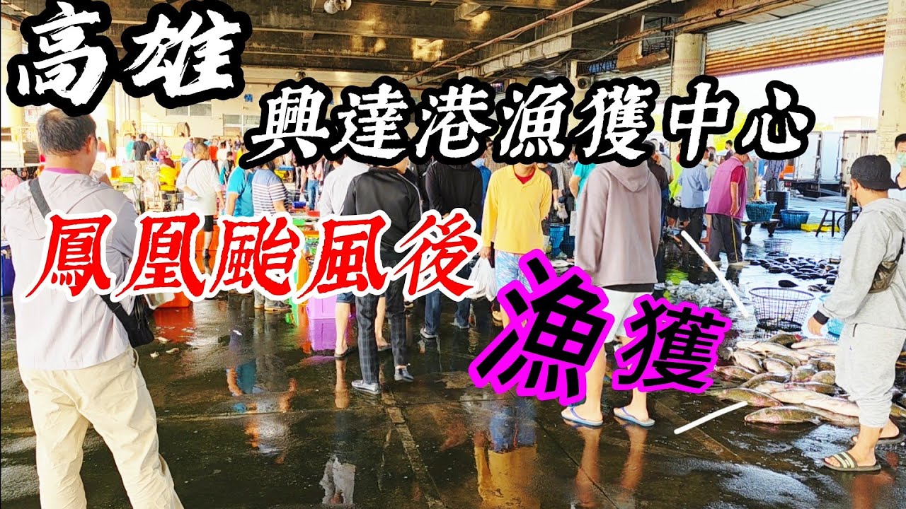 〔興達港漁港颱風後強仔來看看〕秋颱鳳凰過境南部，漁船都靠港了，終於等到它走了，來漁港看看有什麼漁獲吧？船長您有出海補魚嗎？／加網魚／白馬頭／紅目鰱／秋姑魚／肉魚