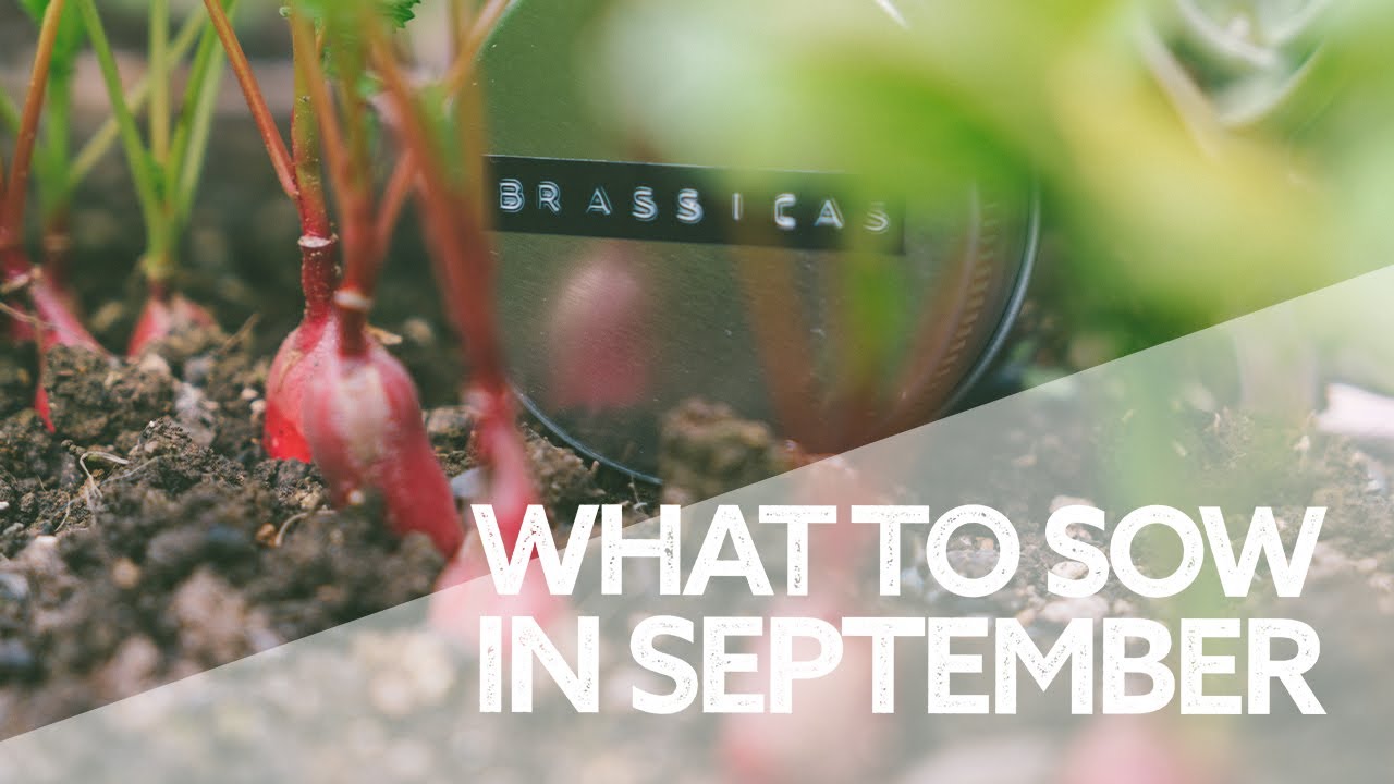 What To Sow in September | Grow Your Own Vegetables | What to Sow in Early Autumn
