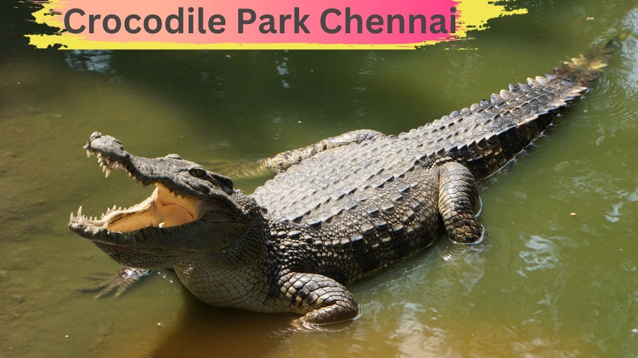Crocodile Park Chennai |One day trip to crocodile Park | Crocodile Bank |ECR Chennai