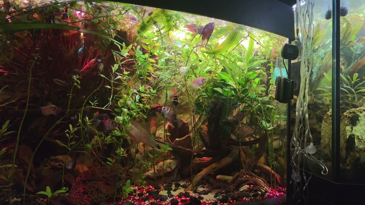 AQUARIEN UND NEBELMASCHINE