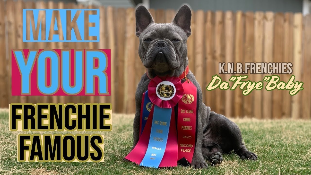 Show Your French Bulldog or Else?