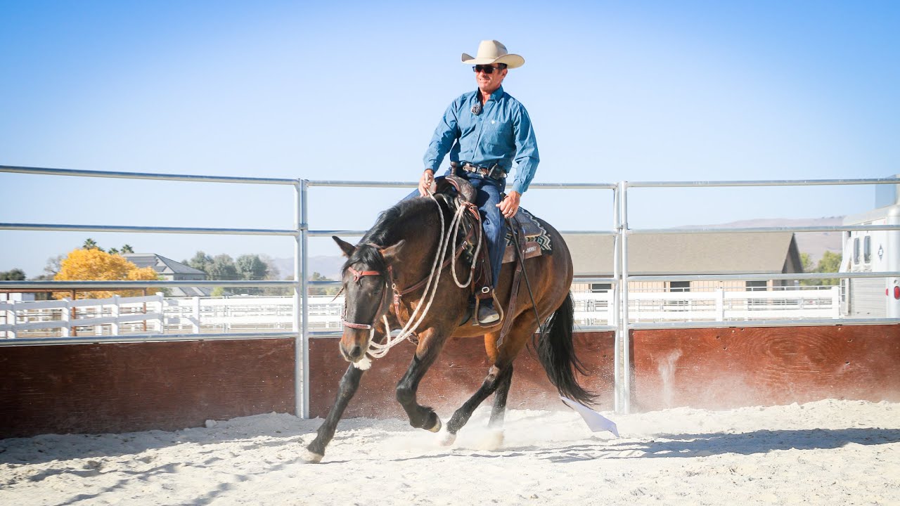 Teaching A Young Andalusian To Steer Under Saddle