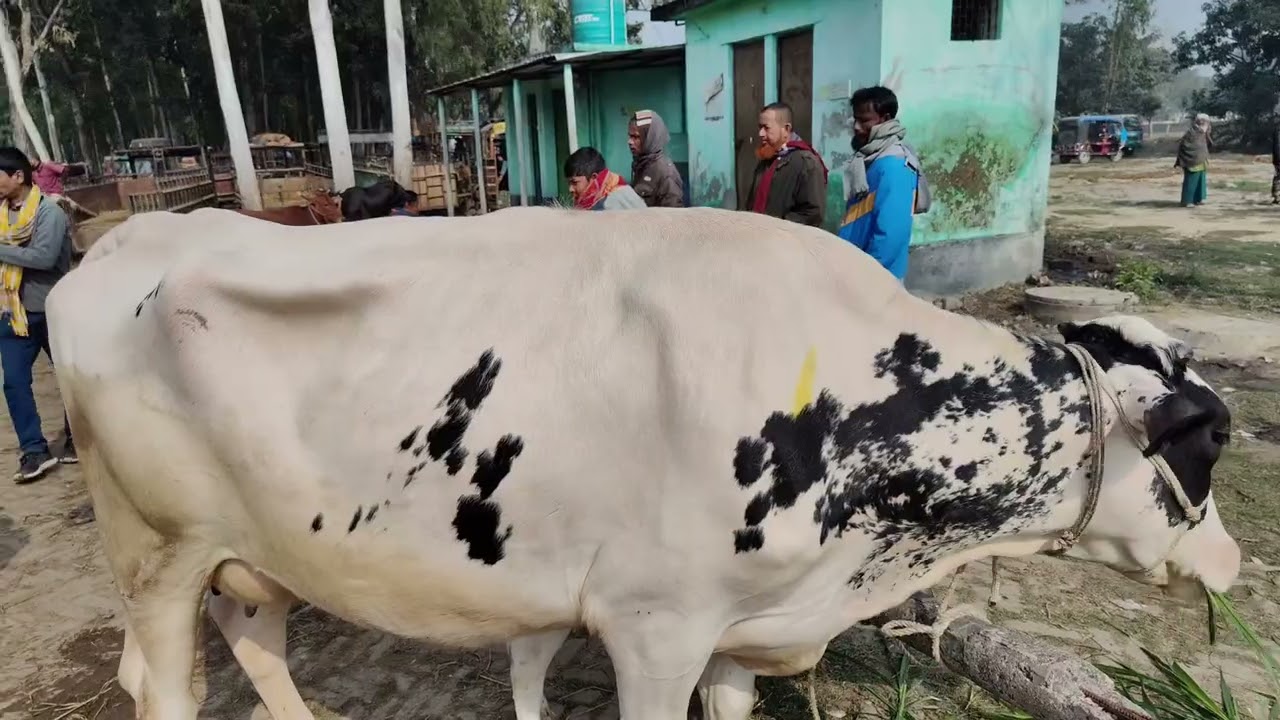 হাটের ফ্রিজিয়ান গাভী ⚠️ না জানলে বড় ক্ষতি | খামারীদের জন্য সতর্কতা
