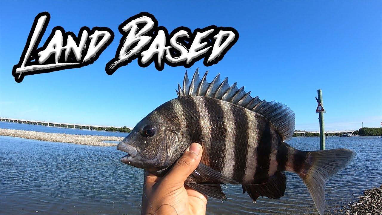 Catching SHEEPSHEAD FROM SHORE!! (Fishing Madeira Beach)