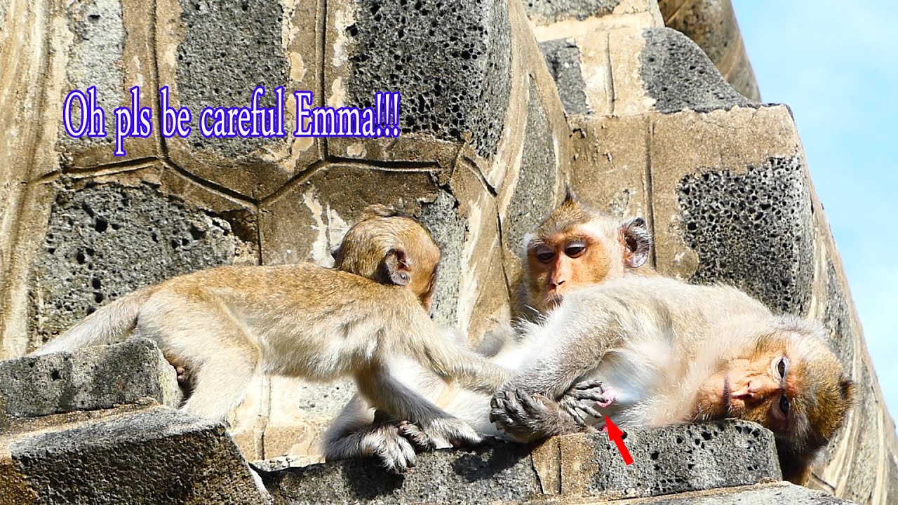 So funny...Please be careful ,baby monkey Emma try to touch her mom Emila milk when she hungry.