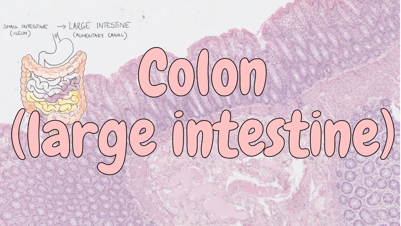 Colon (large intestine) - digestive system histology