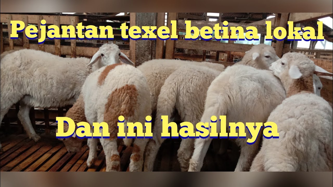 HASIL PERSILANGAN DOMBA TEXEL DAN LOKAL