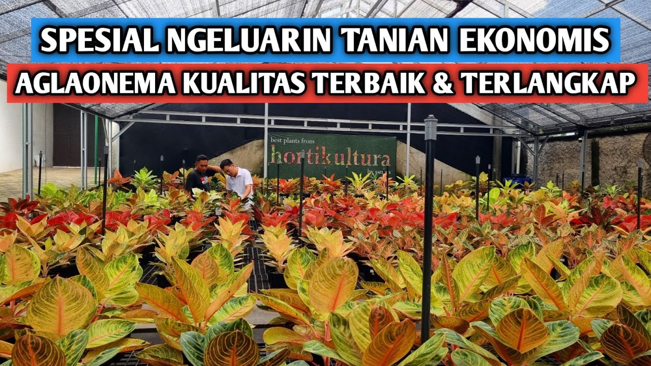 Spesial tanian ekonomis, banyak anak samping aglaonema koleksian