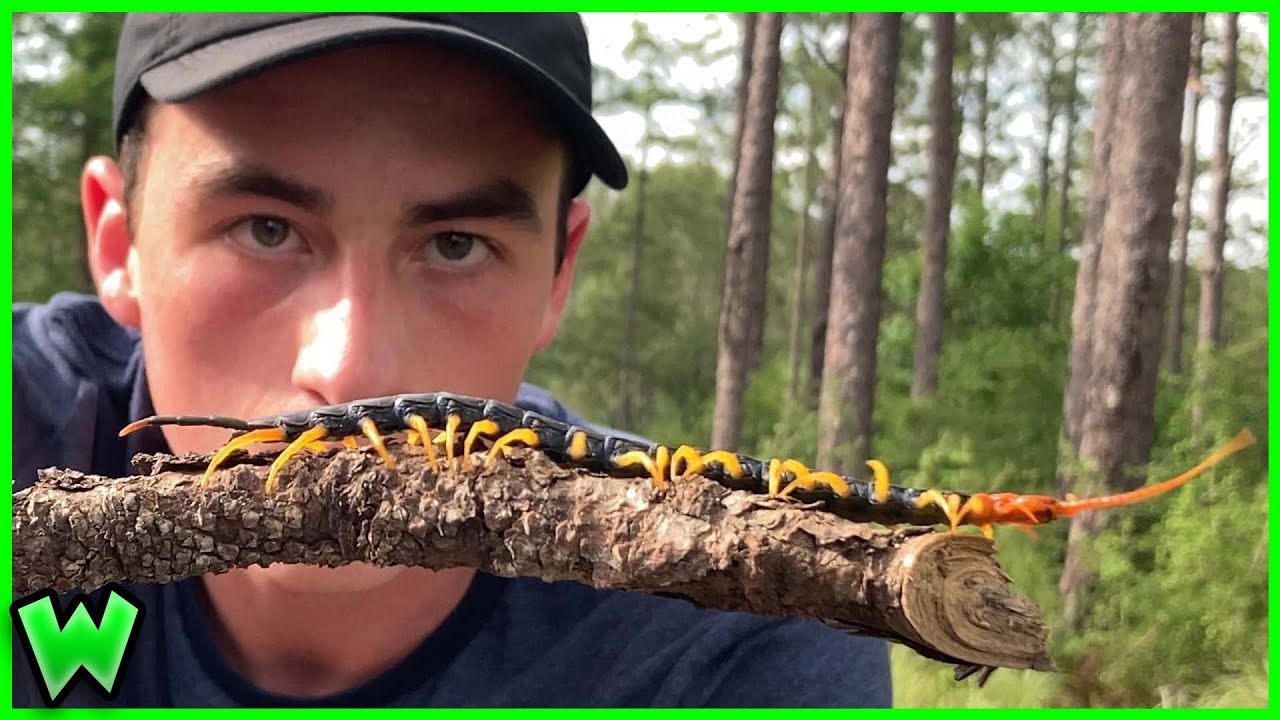 Самая ядовитая многоножка Америки — The Silent Specter of Louisiana (при участии Life's Wild Adve...