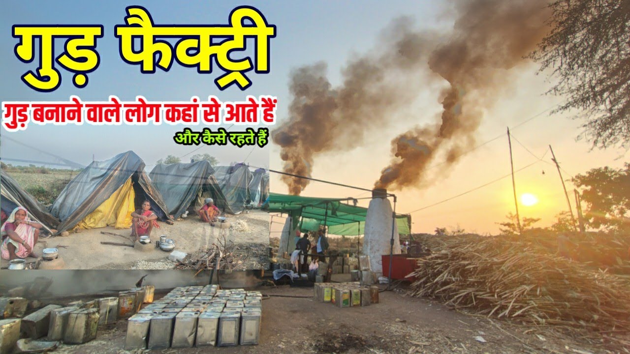 गुड़ फैक्ट्री में गुड़ बनाने वाले लोग कहाँ से आते है और कैसे रहते हैं छत्तीसगढ़ में jaggery factory 