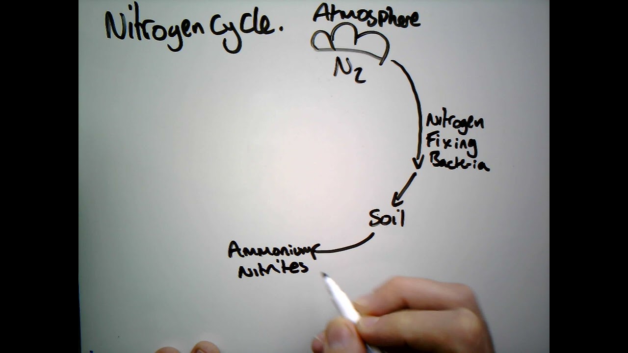 Nitrogen Cycle (GCSE)