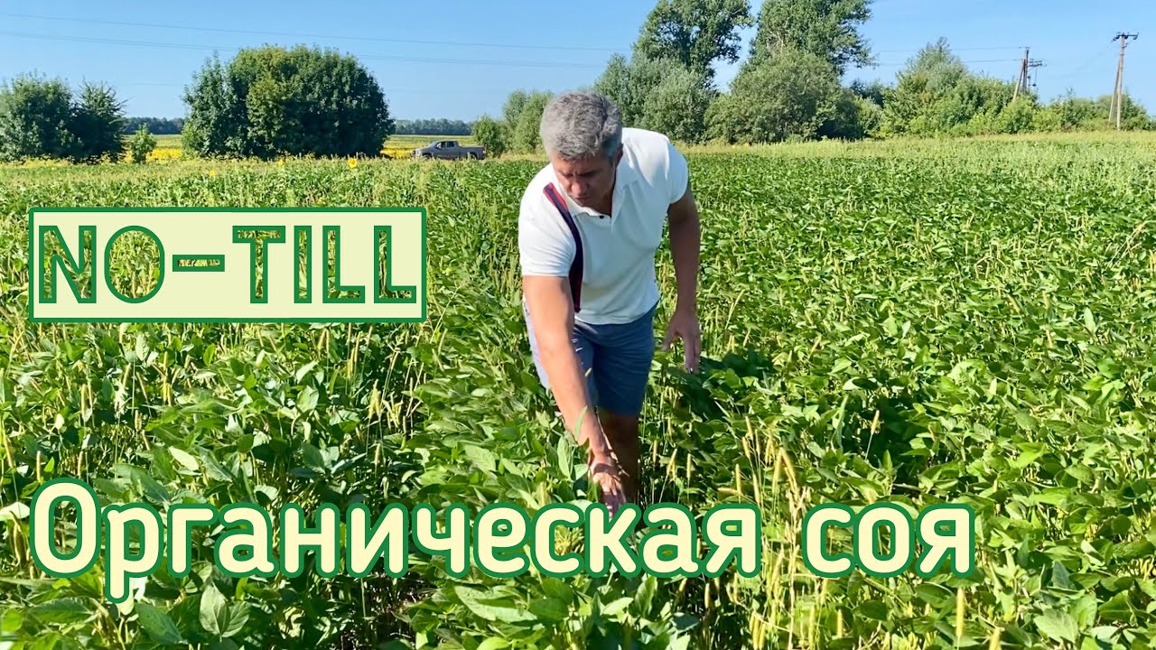 Органическая соя на No-till