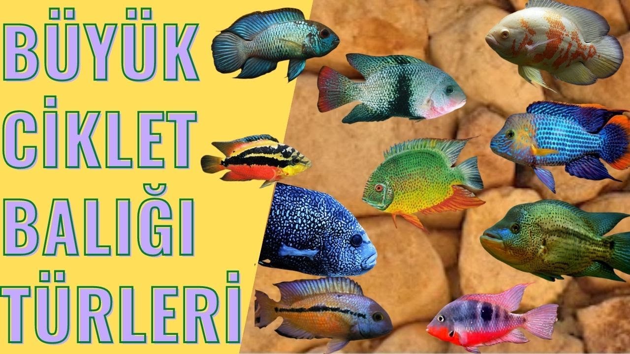 🐠Orta Amerika: En Büyüleyici ve Büyük Çiklit Türlerinin Özellikleri 🌟🌊