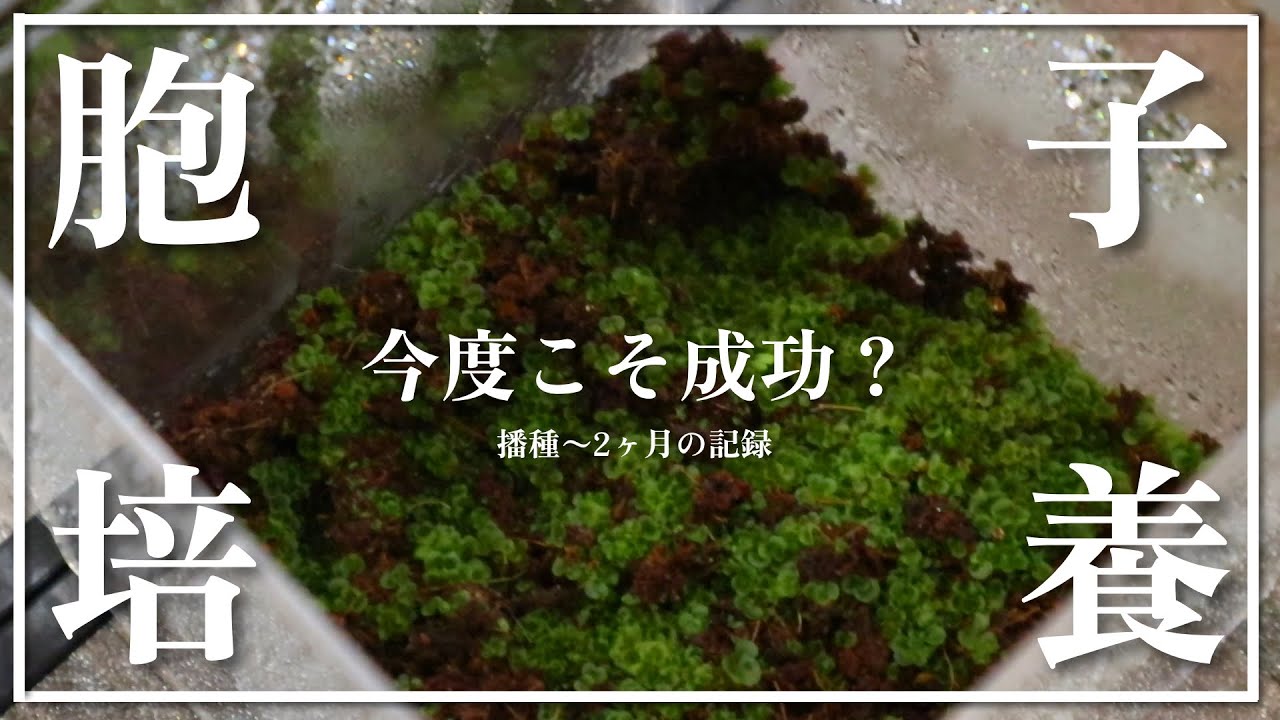 【再々挑戦】ついに成功⁉︎ 失敗続きだった胞子培養をまた始めてみました。播種から2ヶ月間の記録｜ビカクシダ｜