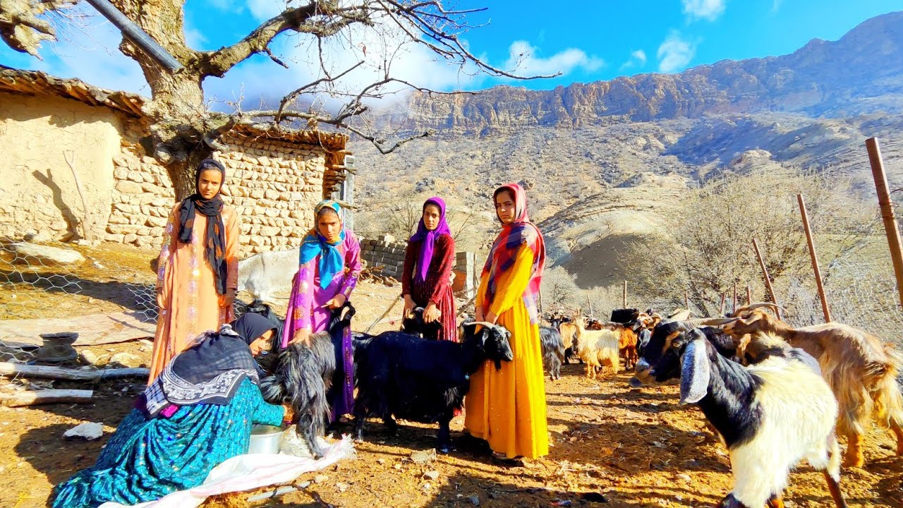 Milking Goats and Making Local Yogurt : Nomads of Iran