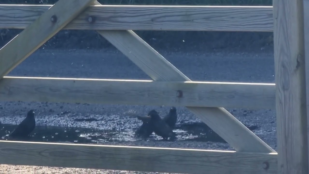 #bathtime #birds #birdbath #puddle