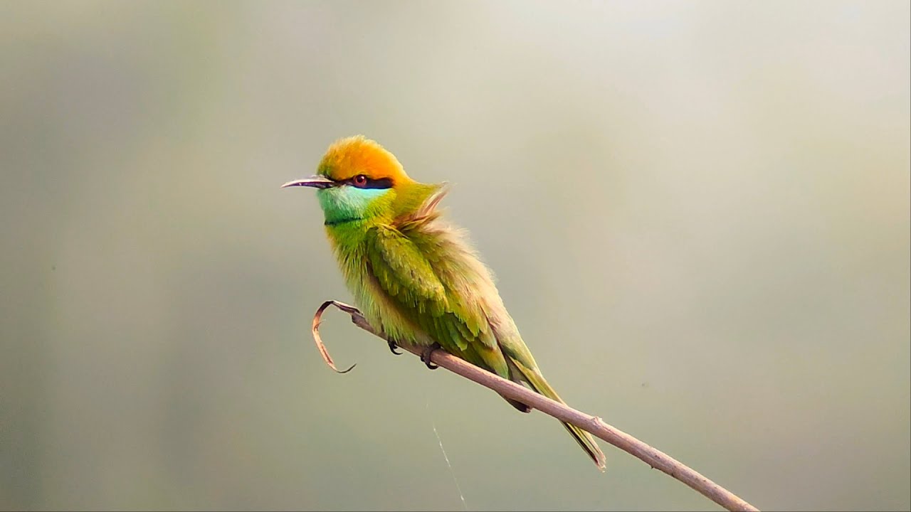 Green bee eater.